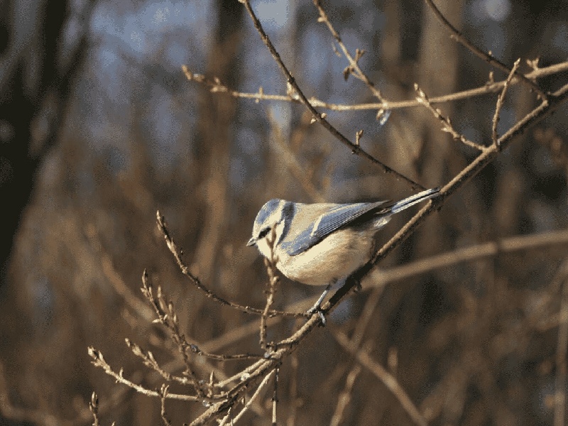 国产迷你试管报价(试管期间怎么放松)